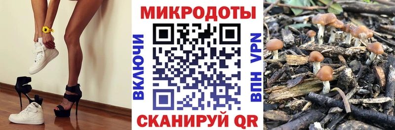 где можно купить наркотик Шелехов Галлюциногенные грибы Psilocybine cubensis